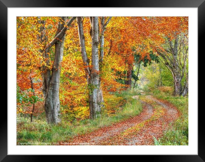 Highland Autumn Splendour October Road Speyside Framed Mounted Print by OBT imaging
