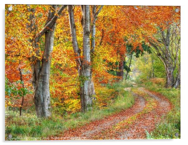 Highland Autumn Splendour October Road Speyside Acrylic by OBT imaging