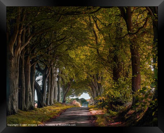 Fairy Tale Beech Tree Arcade A Rural Avenue Aberdeenshire Scotland Framed Print by OBT imaging