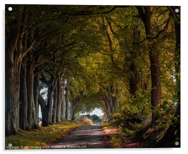 Fairy Tale Beech Tree Arcade A Rural Avenue Aberdeenshire Scotland Acrylic by OBT imaging
