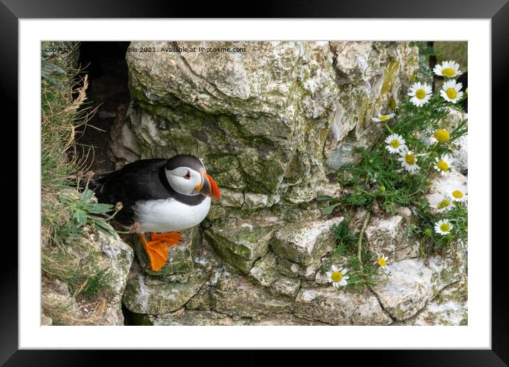 Puffin Framed Mounted Print by Hannah Temple