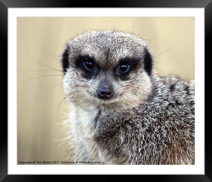 Meerkat With Soulful Eyes Framed Mounted Print by Terri Waters
