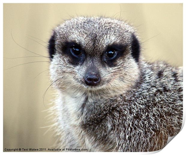 Meerkat With Soulful Eyes Print by Terri Waters