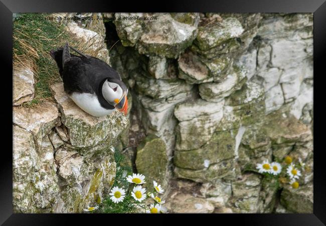 Watchful Eye  Framed Print by Hannah Temple