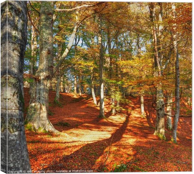 Highland Autumn Splendour Beech Tree Gold Light Ca Canvas Print by OBT imaging