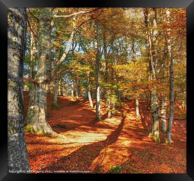 Highland Autumn Splendour Beech Tree Gold Light Ca Framed Print by OBT imaging
