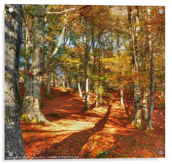 Highland Autumn Splendour Beech Tree Gold Light Ca Acrylic by OBT imaging