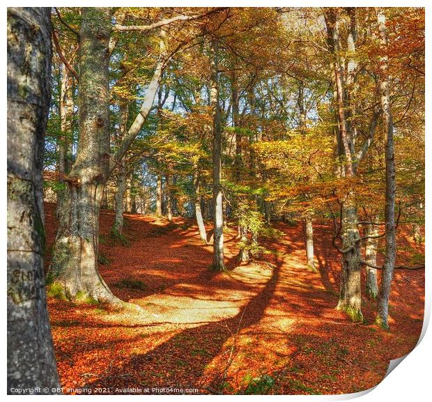Highland Autumn Splendour Beech Tree Gold Light Ca Print by OBT imaging