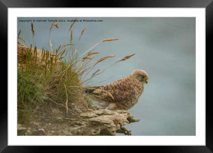 Kestrel on the cliff Framed Mounted Print by Hannah Temple