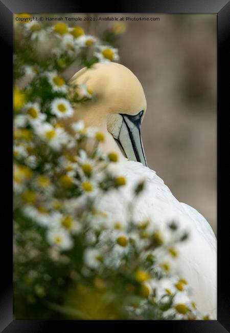 Hidden Gannet Framed Print by Hannah Temple