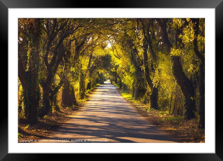 Bolgherese road and trees in autumn. Tuscany, Framed Mounted Print by Stefano Orazzini