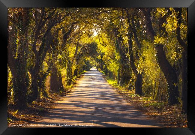 Bolgherese road and trees in autumn. Tuscany, Framed Print by Stefano Orazzini