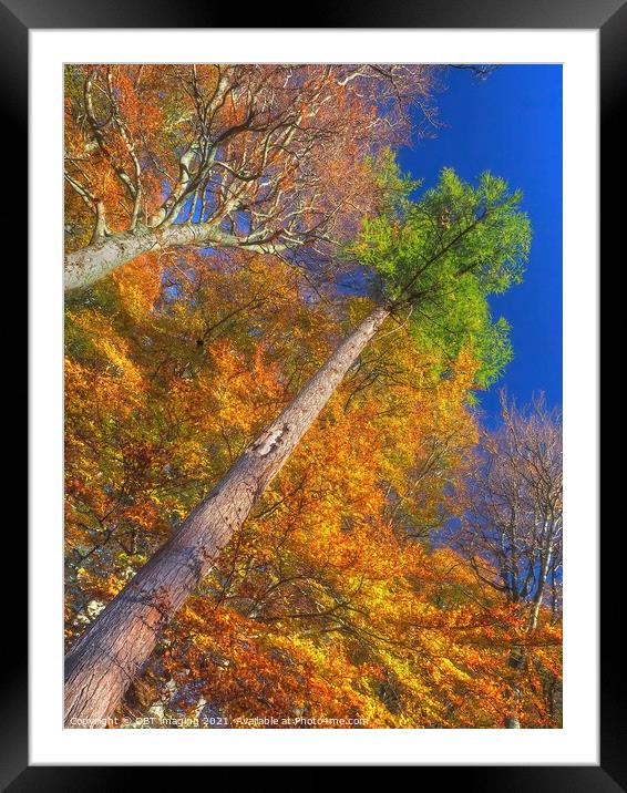 Highland Autumn Splendour Speyside Scotland Rainbow Pine Trunk Route Framed Mounted Print by OBT imaging