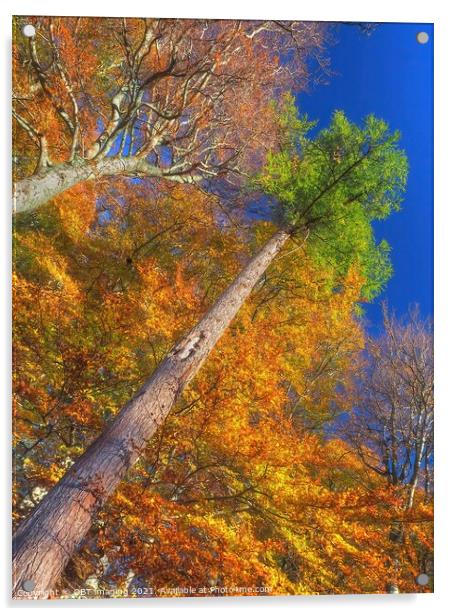 Highland Autumn Splendour Speyside Scotland Rainbow Pine Trunk Route Acrylic by OBT imaging