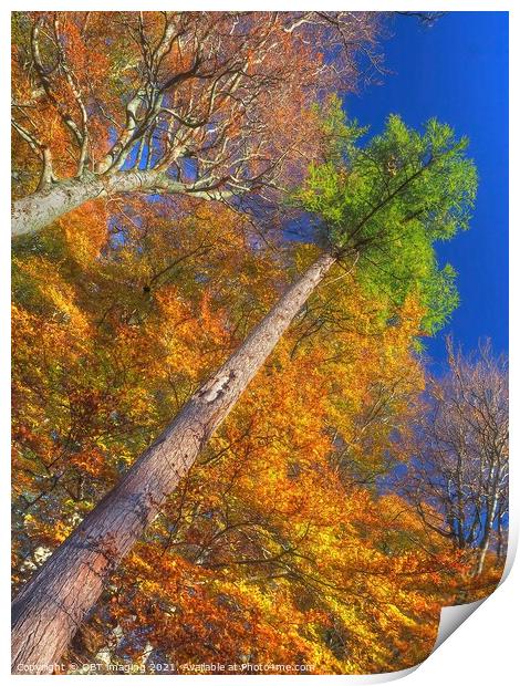 Highland Autumn Splendour Speyside Scotland Rainbow Pine Trunk Route Print by OBT imaging