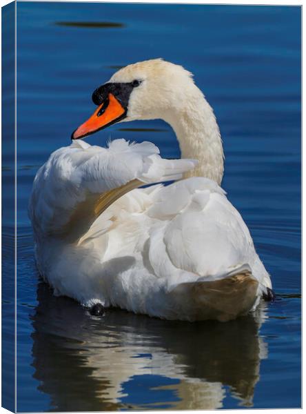 A swan swimming in a body of water Canvas Print by Rory Hailes
