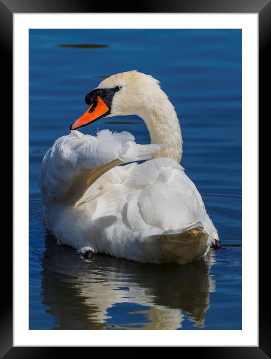 A swan swimming in a body of water Framed Mounted Print by Rory Hailes