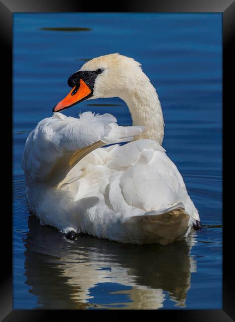 A swan swimming in a body of water Framed Print by Rory Hailes