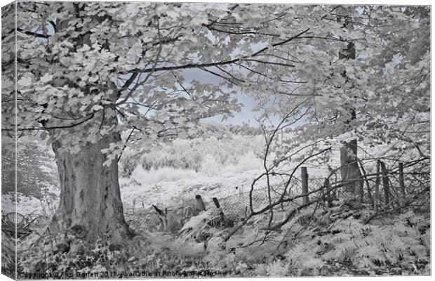 The Sycamore Tree - Infrared Canvas Print by Ann Garrett