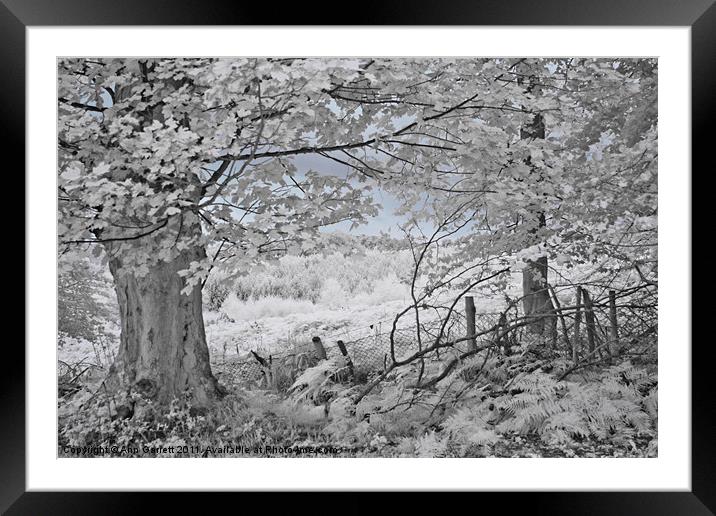 The Sycamore Tree - Infrared Framed Mounted Print by Ann Garrett