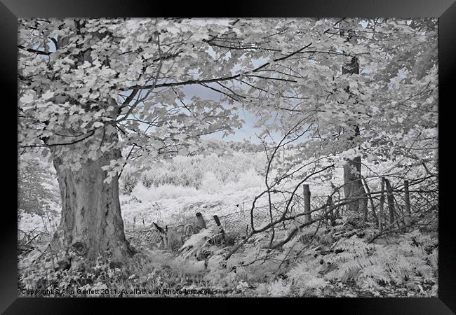The Sycamore Tree - Infrared Framed Print by Ann Garrett