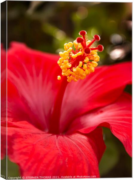 Red Hibiscus Canvas Print by STEPHEN THOMAS