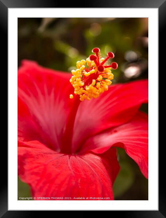 Red Hibiscus Framed Mounted Print by STEPHEN THOMAS