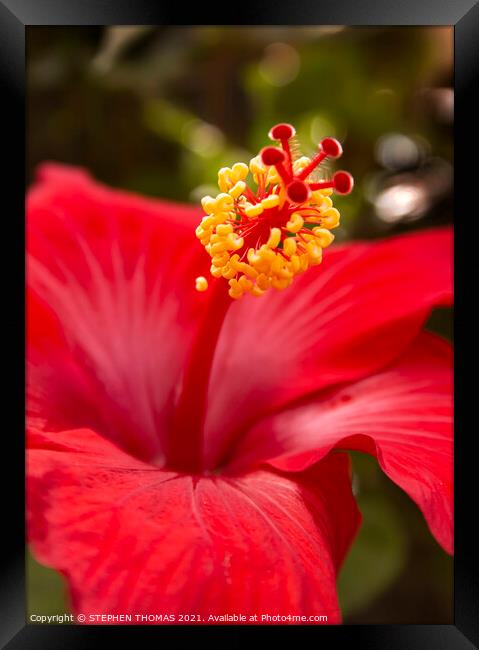Red Hibiscus Framed Print by STEPHEN THOMAS