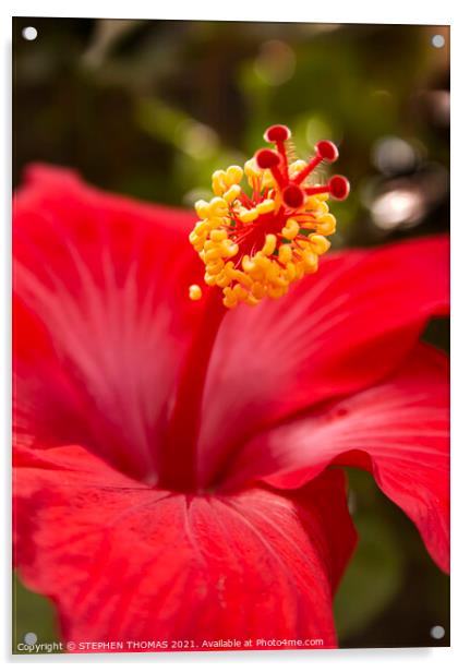 Red Hibiscus Acrylic by STEPHEN THOMAS