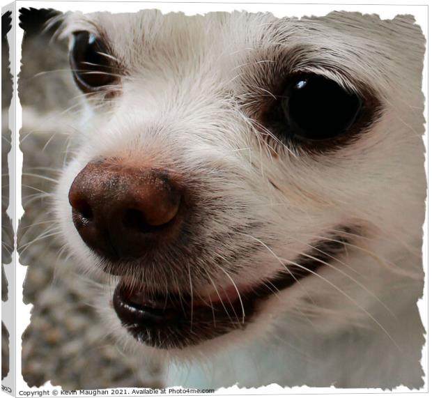 Chihuahua Close Up Canvas Print by Kevin Maughan