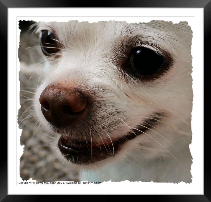 Chihuahua Close Up Framed Mounted Print by Kevin Maughan