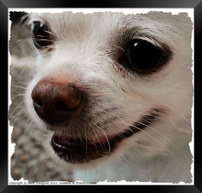 Chihuahua Close Up Framed Print by Kevin Maughan