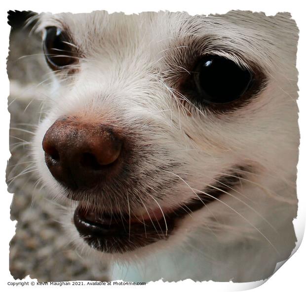 Chihuahua Close Up Print by Kevin Maughan