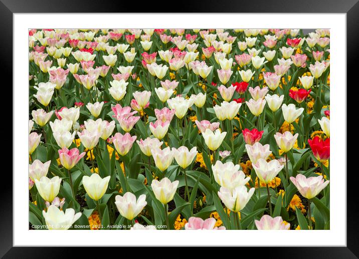 Red to White tulip in a floral display Framed Mounted Print by Keith Bowser
