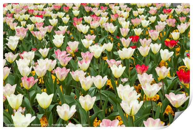 Red to White tulip in a floral display Print by Keith Bowser