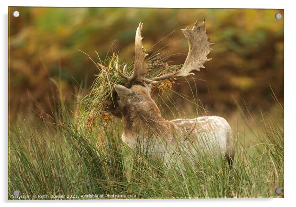 Fallow deer in the rutting season Acrylic by Keith Bowser