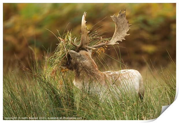 Fallow deer in the rutting season Print by Keith Bowser