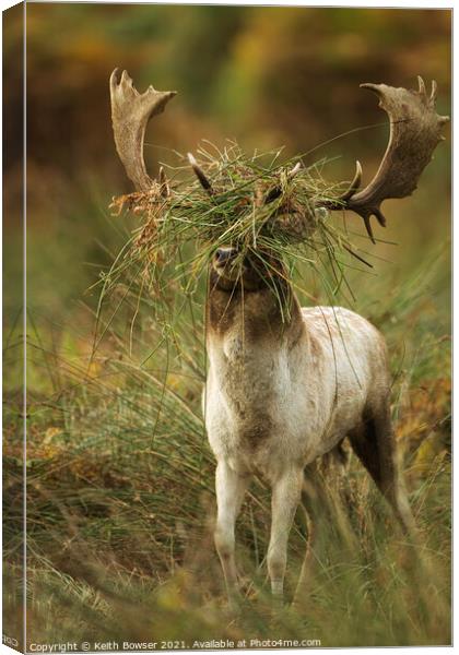 Fallow deer in the rutting season Canvas Print by Keith Bowser