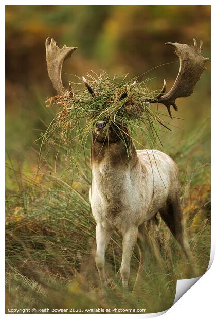 Fallow deer in the rutting season Print by Keith Bowser