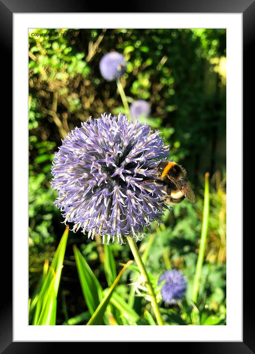 Pollen gathering from a Globe Thistle Framed Mounted Print by Jim Jones