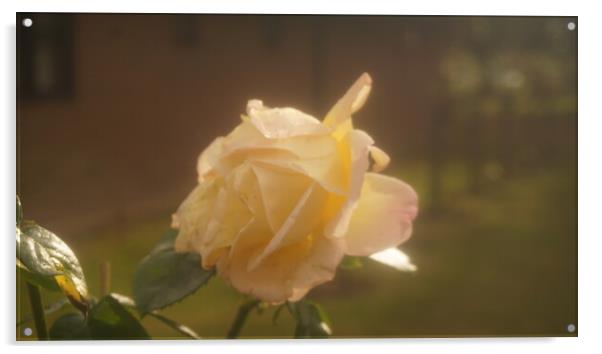 Wet roses Acrylic by Matthew Balls