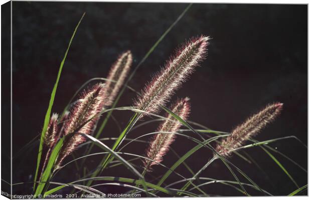 Backlit Pennisetum, Fountain Grass Canvas Print by Imladris 