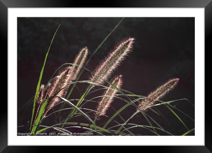 Backlit Pennisetum, Fountain Grass Framed Mounted Print by Imladris 