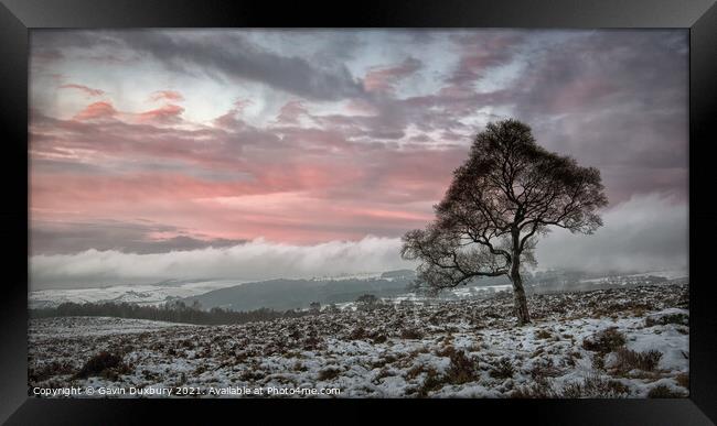 Lone tree on a Winter's morning Framed Print by Gavin Duxbury