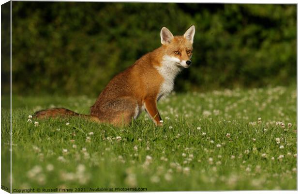 Red Fox (Vulpes Vulpes) located in a grassy field Canvas Print by Russell Finney