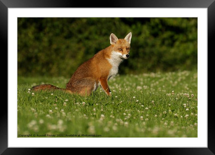 Red Fox (Vulpes Vulpes) located in a grassy field Framed Mounted Print by Russell Finney