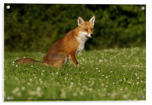 Red Fox (Vulpes Vulpes) located in a grassy field Acrylic by Russell Finney
