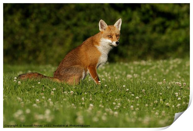 Red Fox (Vulpes Vulpes) located in a grassy field Print by Russell Finney
