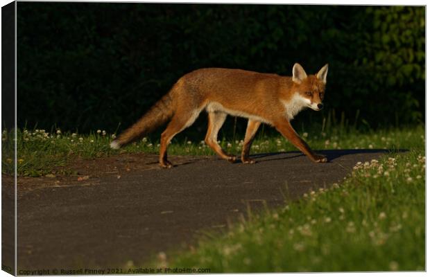 Red Fox (Vulpes Vulpes) crossing footpath Canvas Print by Russell Finney