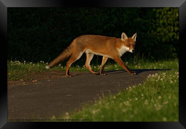 Red Fox (Vulpes Vulpes) crossing footpath Framed Print by Russell Finney